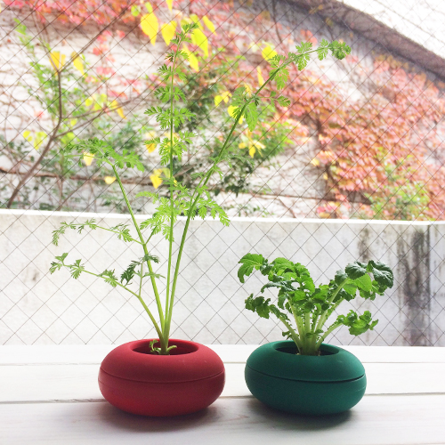 ニンジン栽培キット